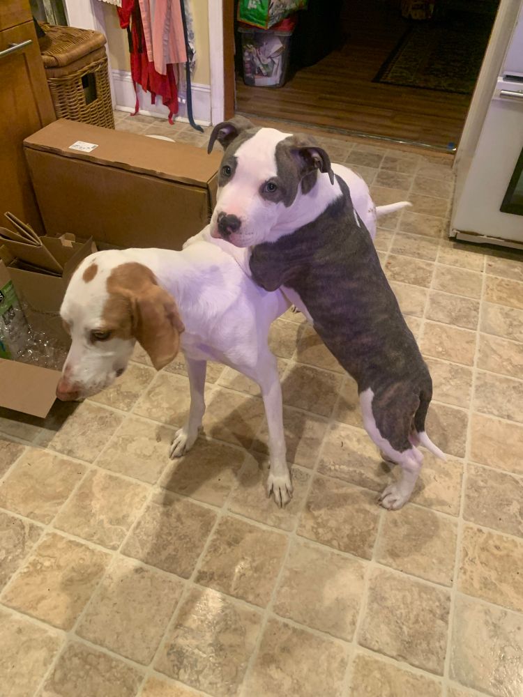 Brindle grey and brown pit bull puppy standing on his hind legs with front paws on his adopted dad a white and brown coon hound mix in my kitchen 
