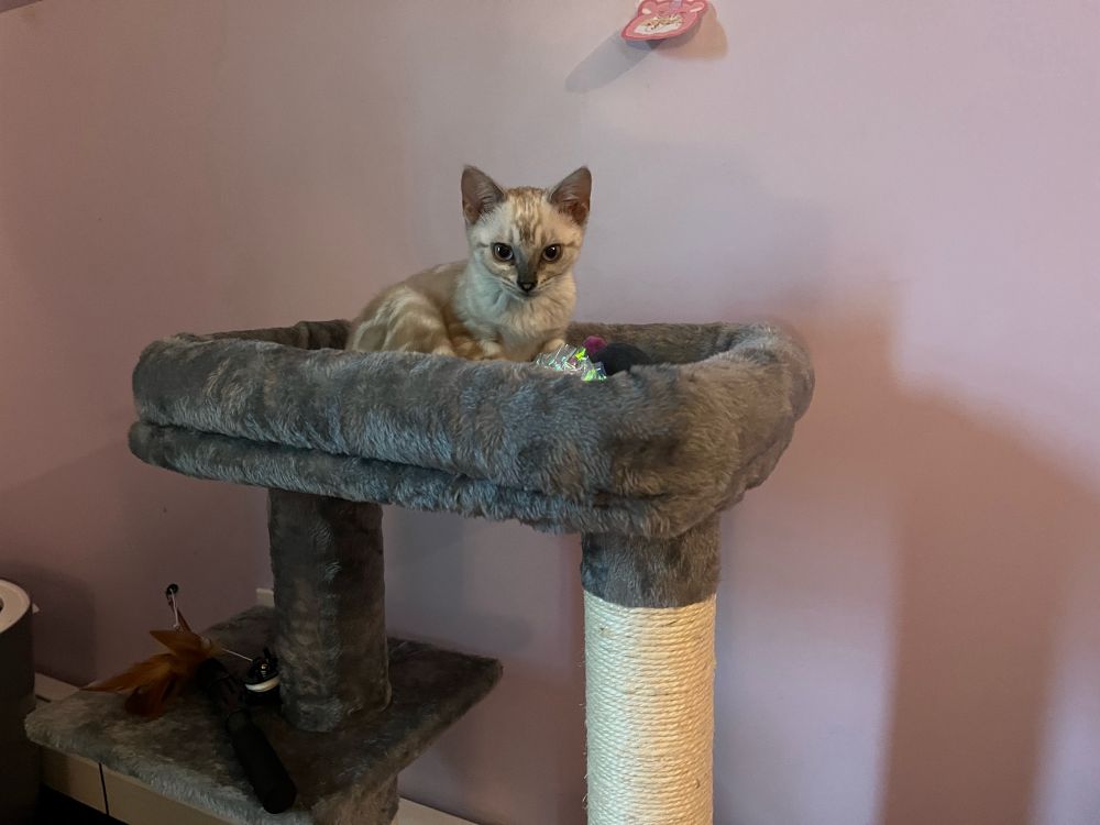 Small grayish kitten on top of cat condo