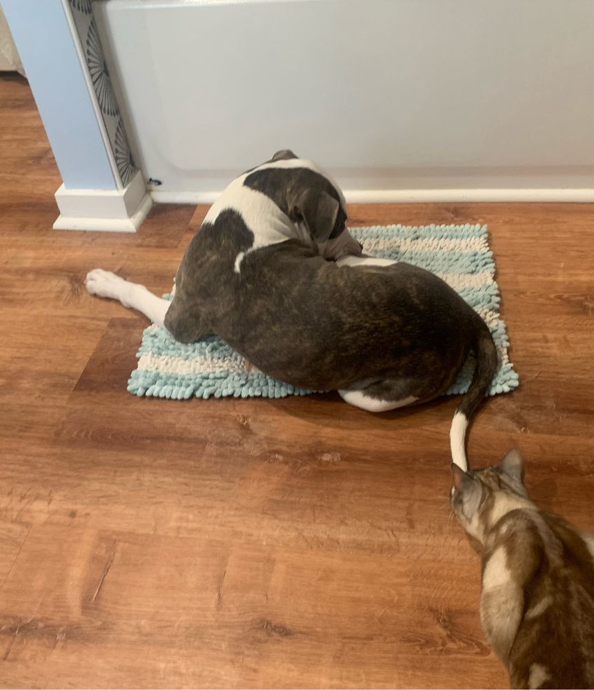 Pit bull puppy sitting on bath mat facing tub on the ground with curious tan and cream colored cat sniffing his tail.