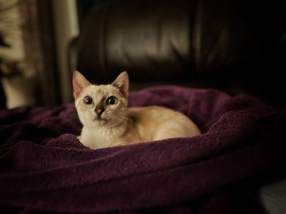 Silver grey kitten sitting on purple fleece blanket