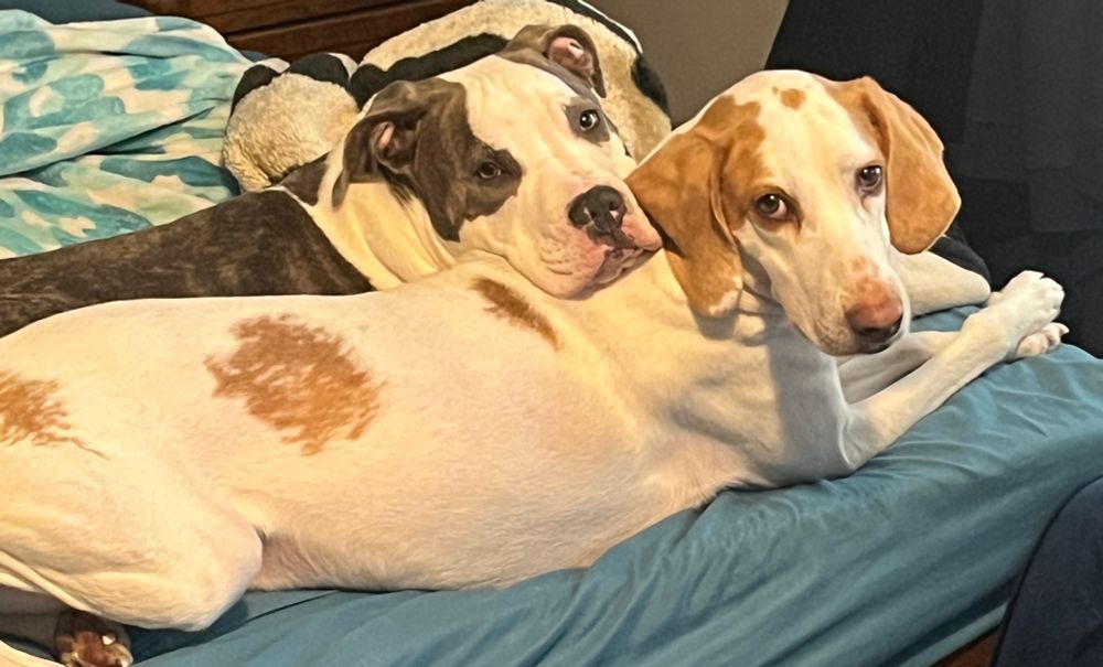 An 8 month old white gray and brown brindled pit bull puppy with his head resting on a white and tan coon hound both looking at the camera
