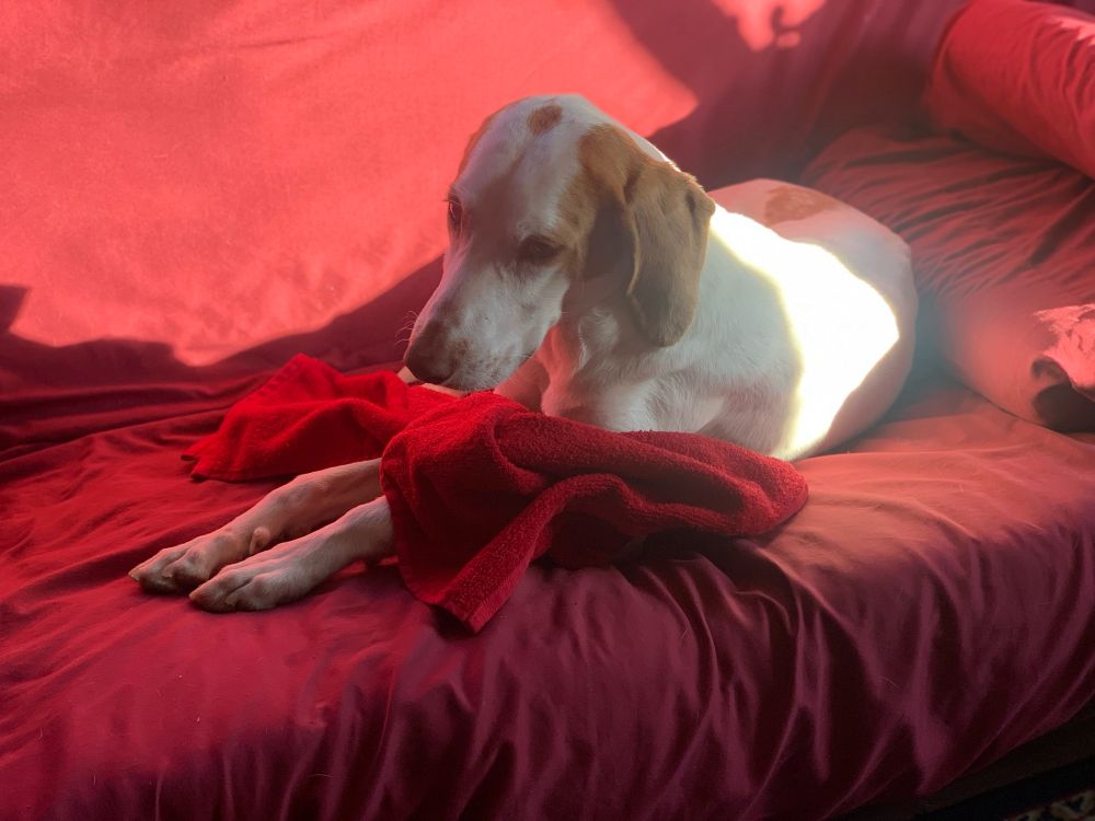 White and tan Beagle mix on futon with red towel that his his now