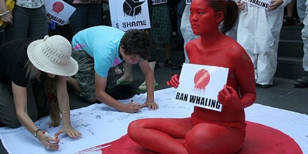 Losing the Whales: How the Anti-Whaling Narrative Has Failed | Common Dreams