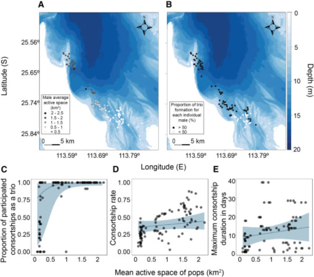 Communication range predicts dolphin alliance size in a cooperative mating system