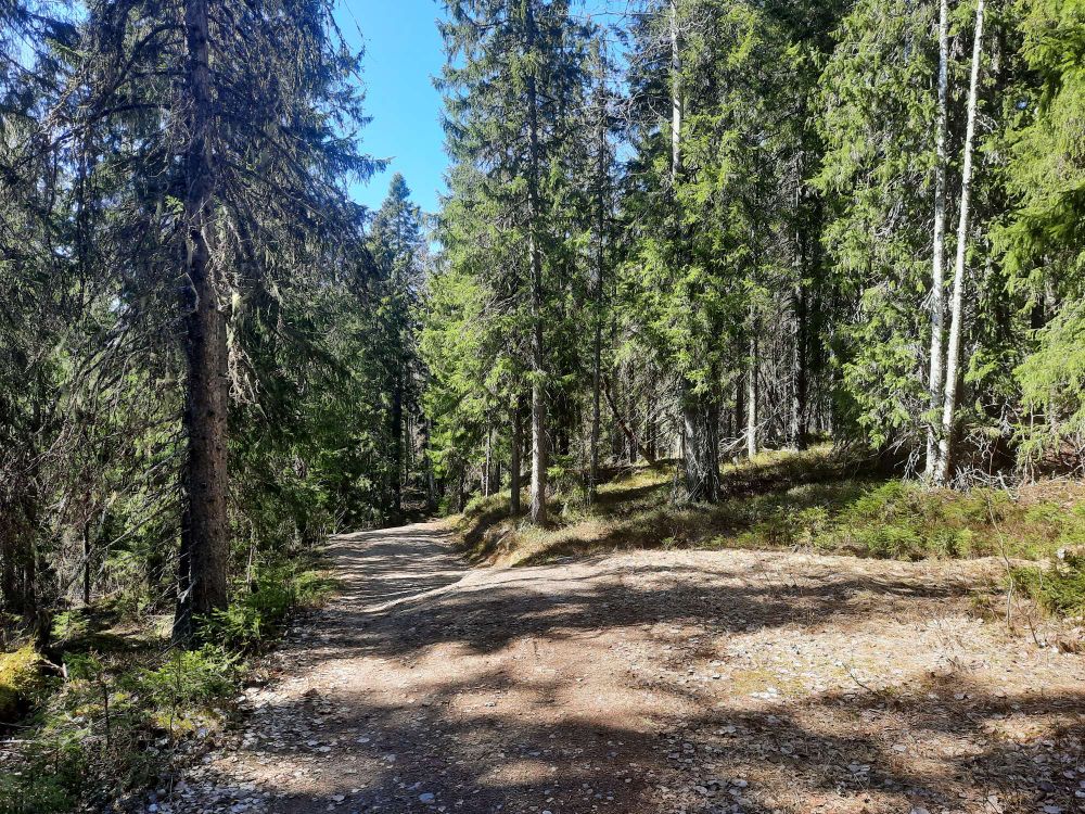 Suojeltua metsää Vuokatinvaaran takana. Kuusimetsä on vihreä.