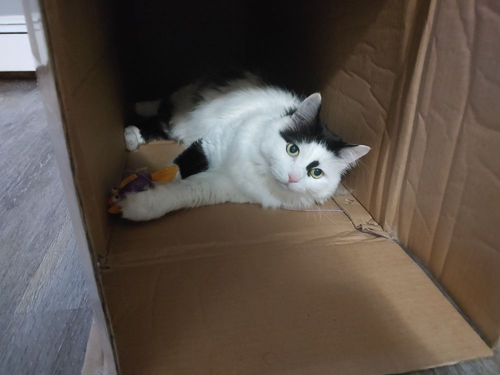 Master, my friend's cat, laying in a box holding a toy in his paw
