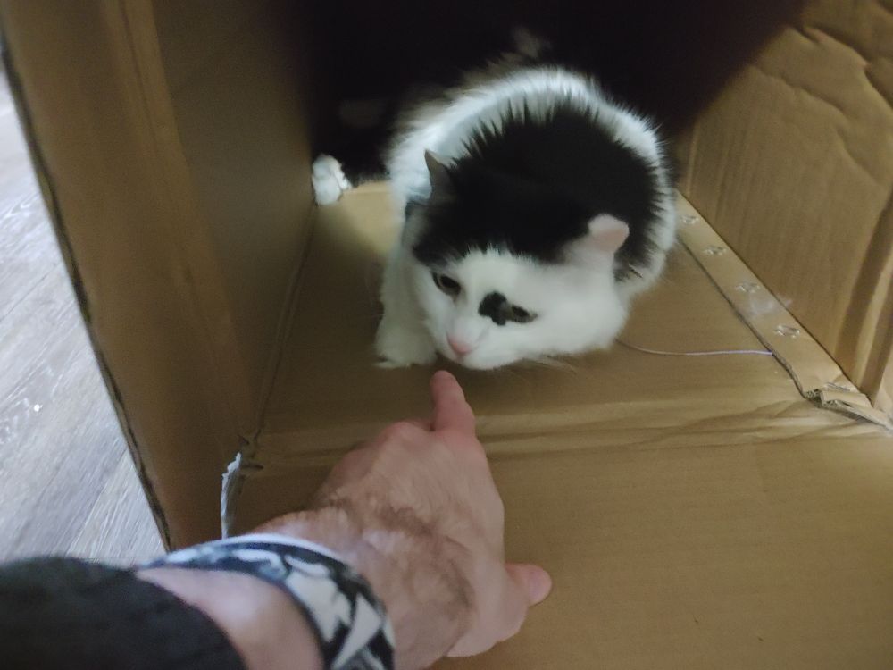 Master the cat being booped by my finger from within the box