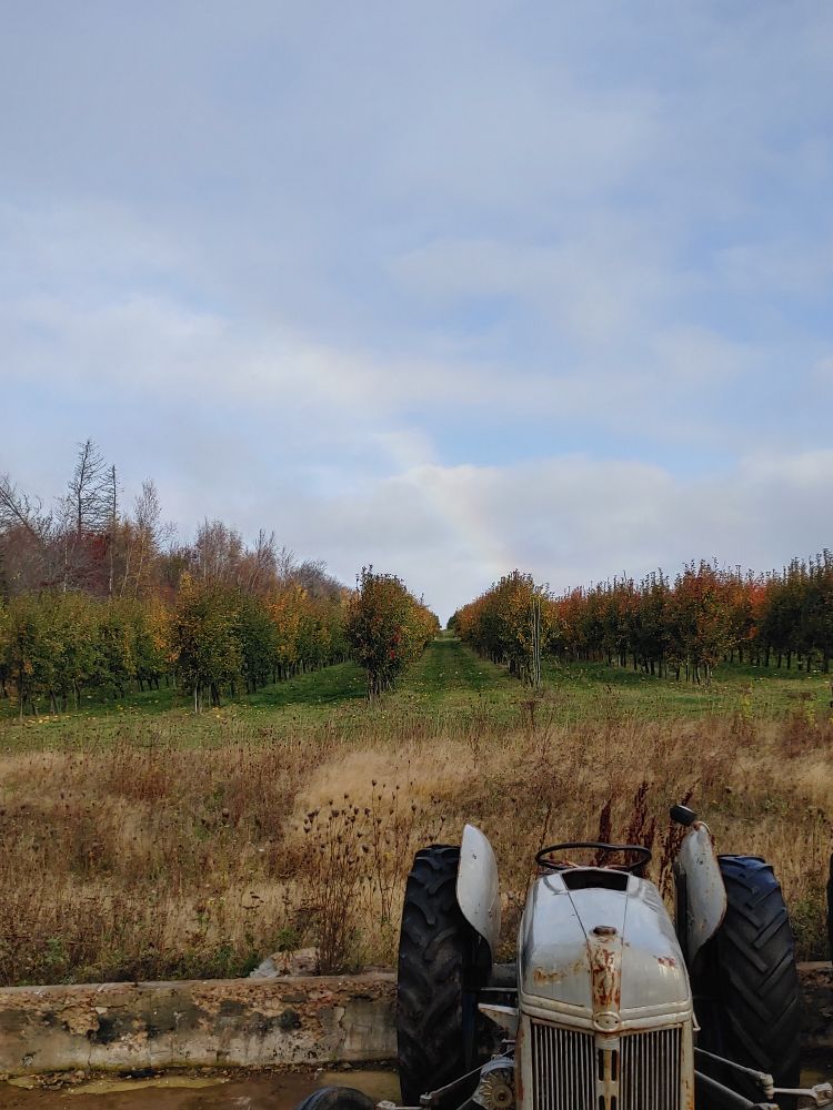 An apple orchard field that appears to go on forever, a tractor is seen in the foreground while a rainbow can barely be seen among the clouds. This is at my temporary job picking apples.