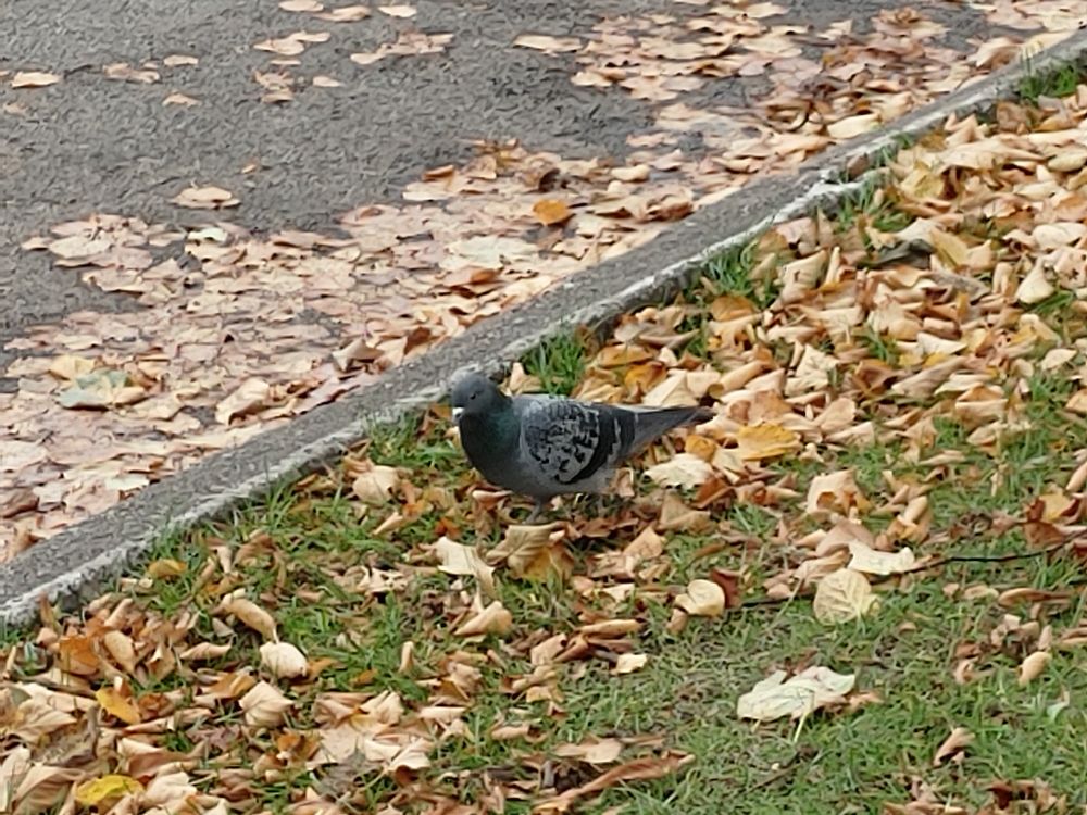 A pigeon standing on a pile of autumn leaves