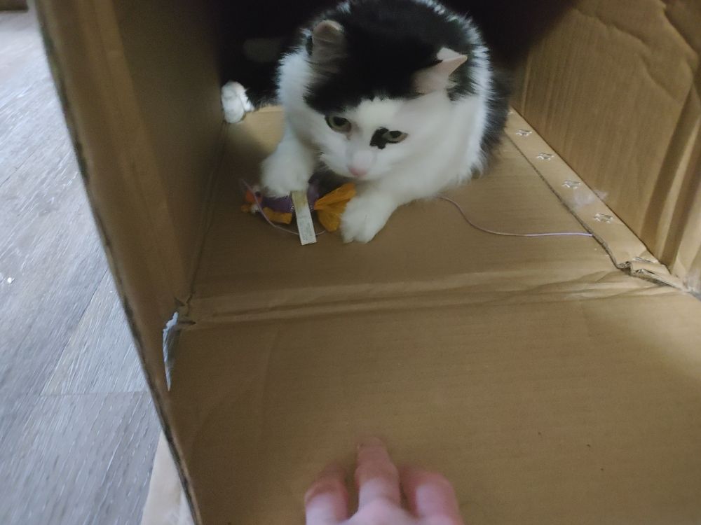 Master the cat inside the box with his toy held in both paws while my fingers crawl around in front of him