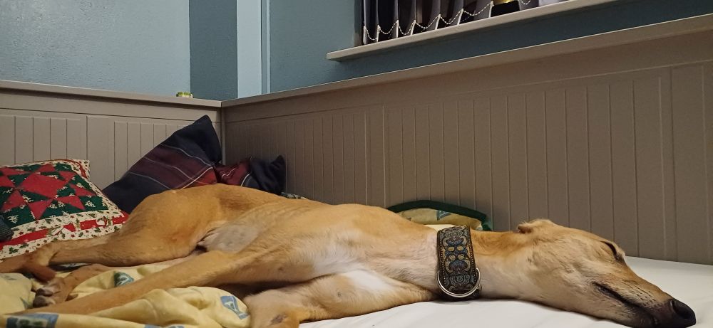 A long dog stretched out very very long on a bed