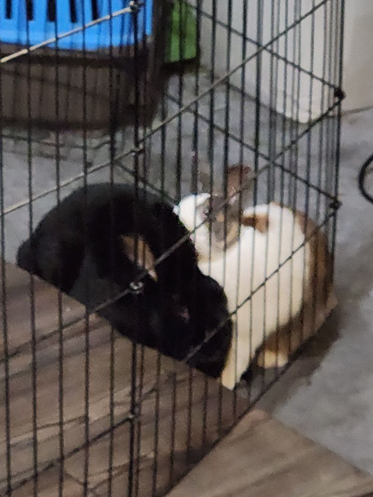 A cute black rabbit cuddling a cute Dutch rabbit in an enclosure. The Dutch rabbit is licking the black rabbits ear. 