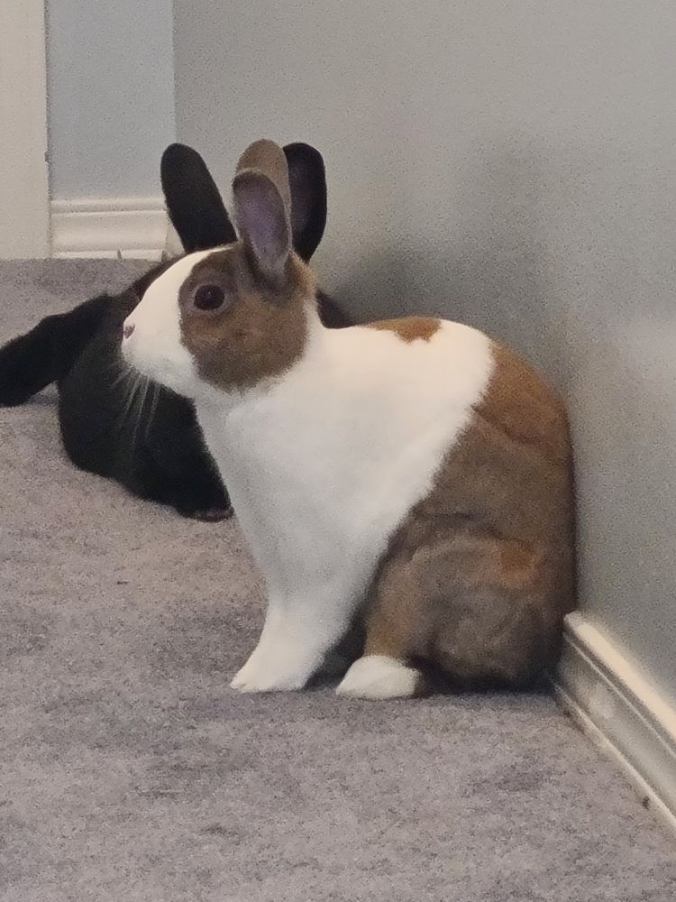 A cute dutch rabbit sitting awkwardly against a wall, sort of like how one would do an ab workout