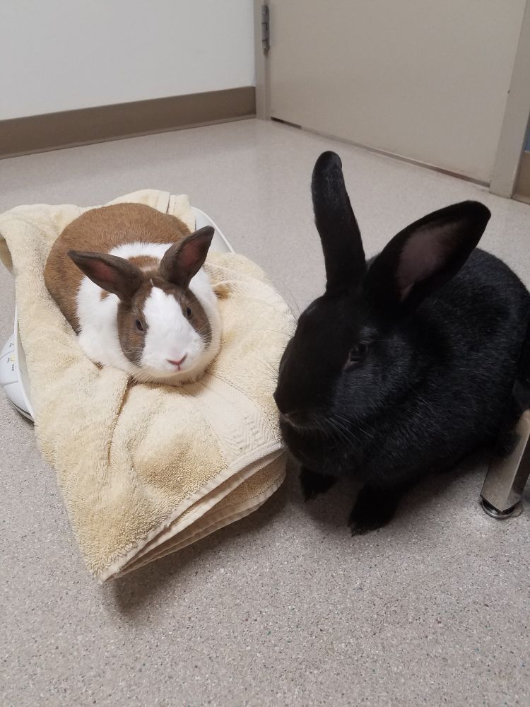 Two rabbits next to eachother, one of them on a towel that's sitting on a veterinary scale