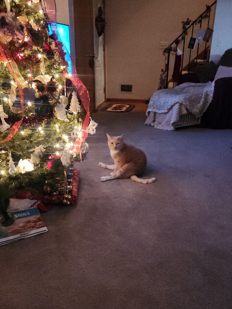 A rotund orange cat sitting on his butt with his back legs sticking straight out, in front of a lit Christmas tree in a living room. 