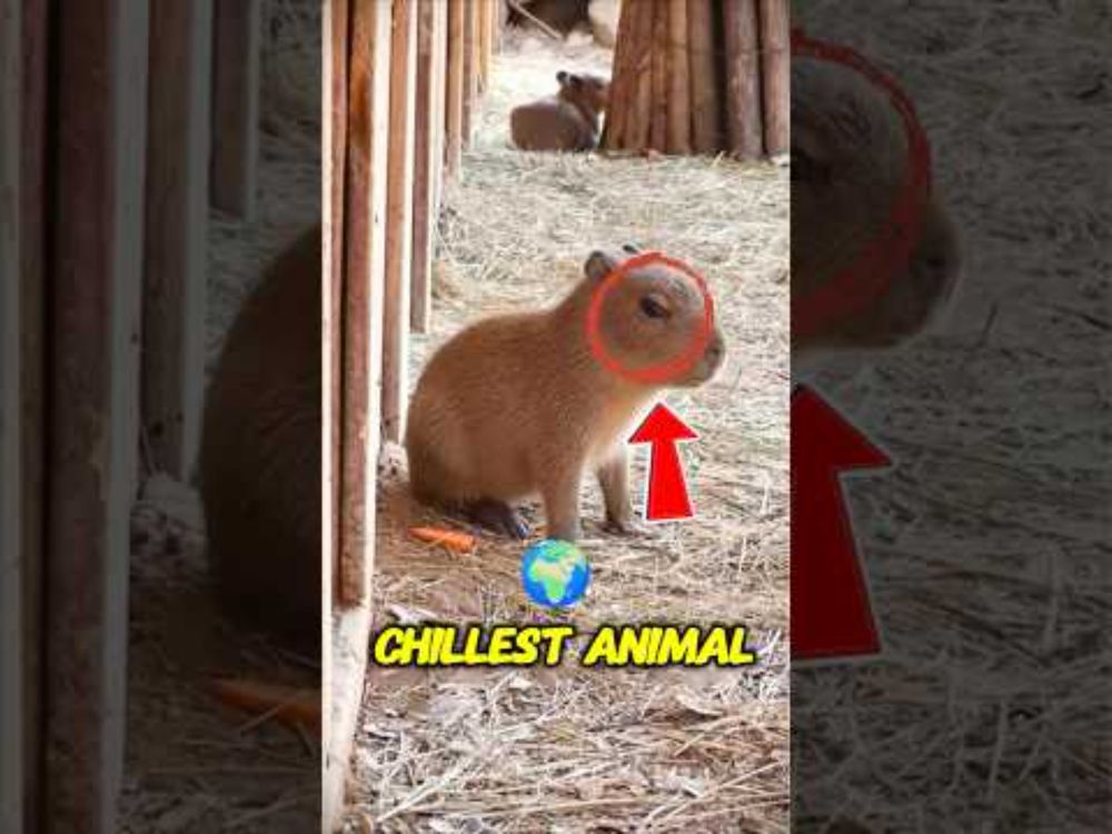 “Capybara Facts That’ll Make You Smile 🐾✨” #cute #capybara #pets #animals