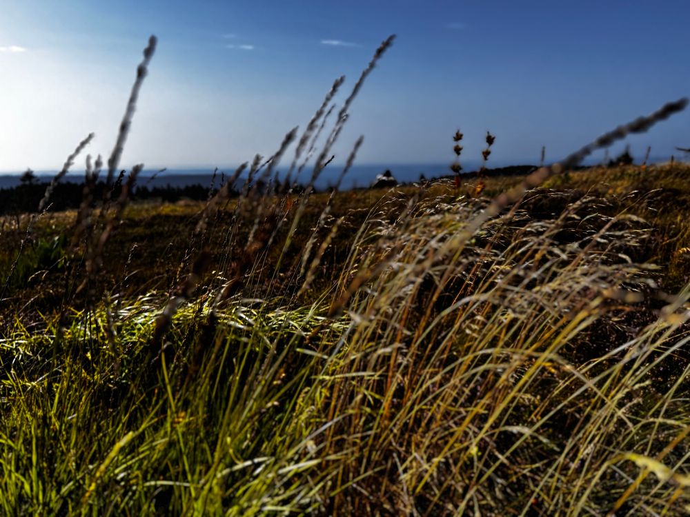 Gazon du faing dans les Vosges 