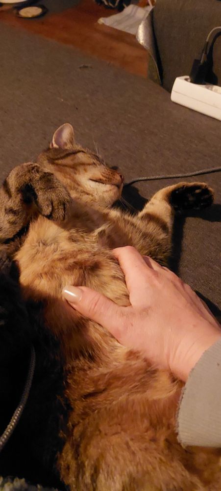 Getiegerte Katze auf dem Sofa, die Katze liegt auf dem Rücken und lässt sich am Bauch kraulen.
