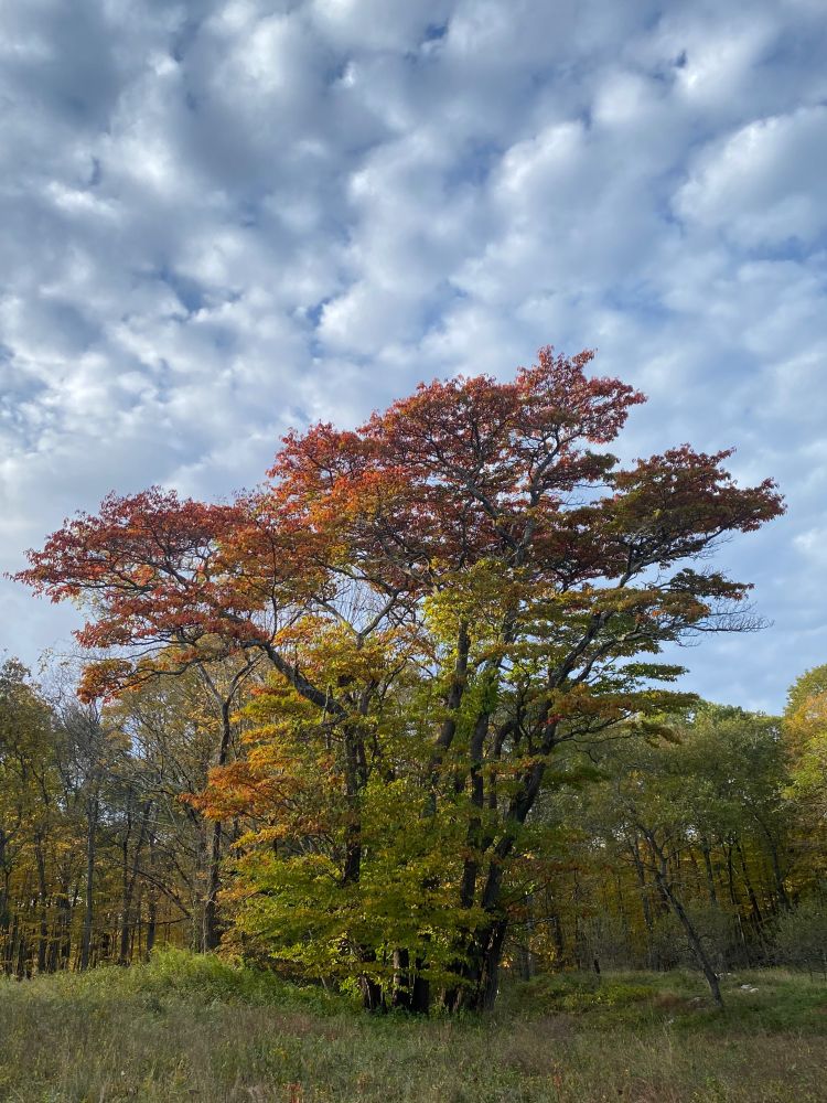 A sassafras tree changing colour, seen in weak morning sunlight. The sky is studded with clouds.