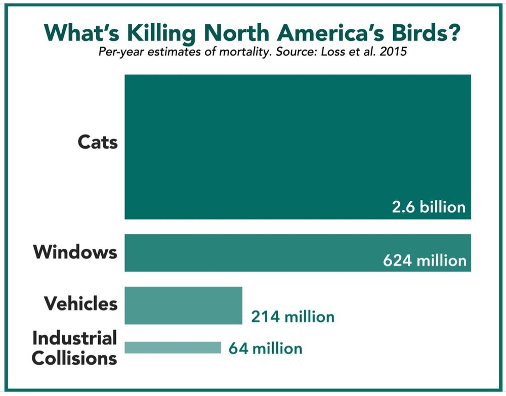 A chart showing that cats kill around 2.6 billion birds annually in North America, compared to 624 million killed hitting windows, 214m by cars and 64m by collisions with industrial installations (e.g. wind turbines, factories, lighthouses, communication towers, etc). Graphic from the Smithsonian Migratory Bird Center.