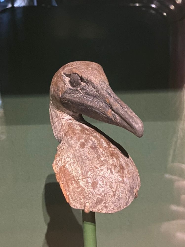 A wooden pelican head and upper breast on a stand in a museum cabinet. The figure is brown with traces of light buff and dark brown pigmen. The background is muddy green. There are irritating shadows and reflections. Photo: Adam Markham 2023.