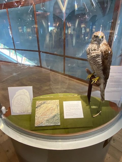 Taxidermy goshawk in a glass case with irritating reflections. Also a picture of a hawk from a rune stone/picture stone.
