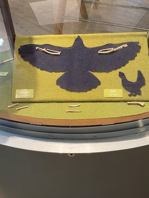 Bird bones from falconry prey and black silhouettes of birds against a green background in a museum display case. 