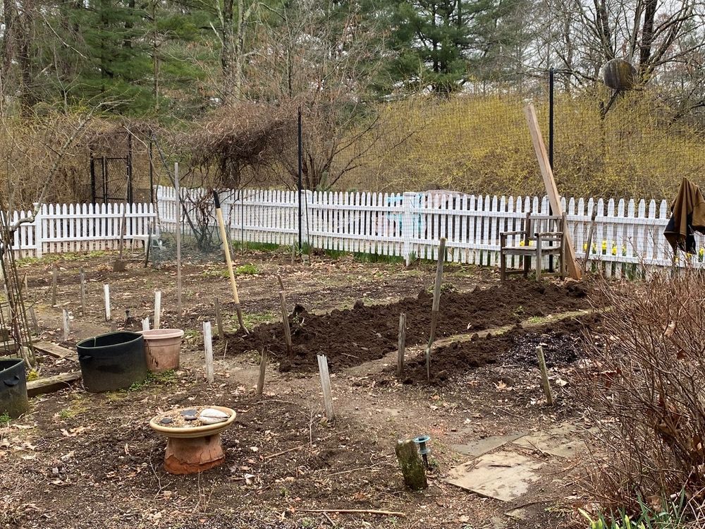 A kitchen garden being cleared up in the Spring. There are brown empt beds inside a white picket fence. Forsythia is in bud behind the fence. Various plant pots and garden tools are around and some beds have been dug a bit. March 2025.