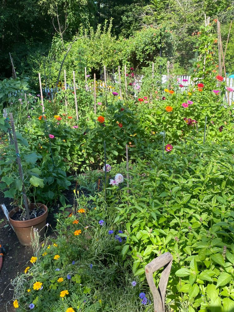 A garden with flowers and vegetables. August 2025.