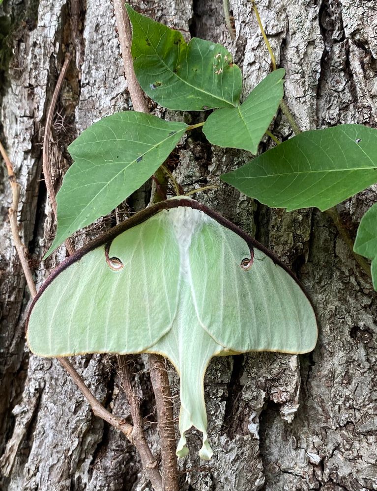 A large green moth with a long “tail” on a tree trunk with some leaves above. There are small eyespots on the moth’s forewings. 