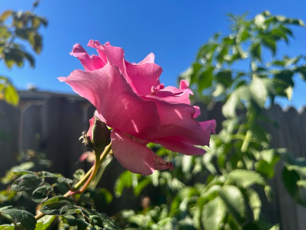 Pink rose against a blue sky