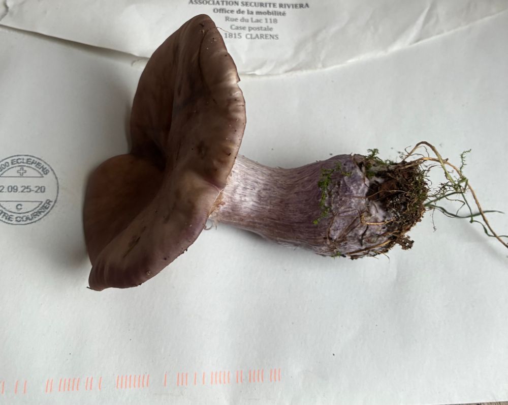 Wood blewitt (crosses fingers)