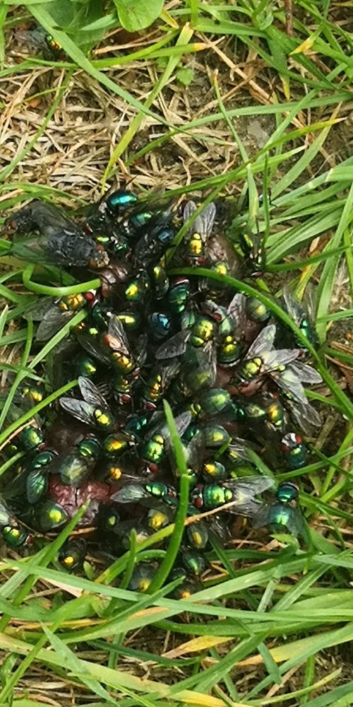 Schmeißfliegen wimmeln auf einem Haufen Kot herum