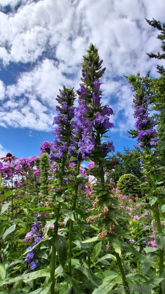 Unter einem blauen Himmel mit dicken Wattewolken recken sich lila Blütenkerzen in die Höhe. Dahinter sind verschiedene rosafarbene Blüten zu erkennen. Das Grün der Blätter rundet das bunte Bild ab