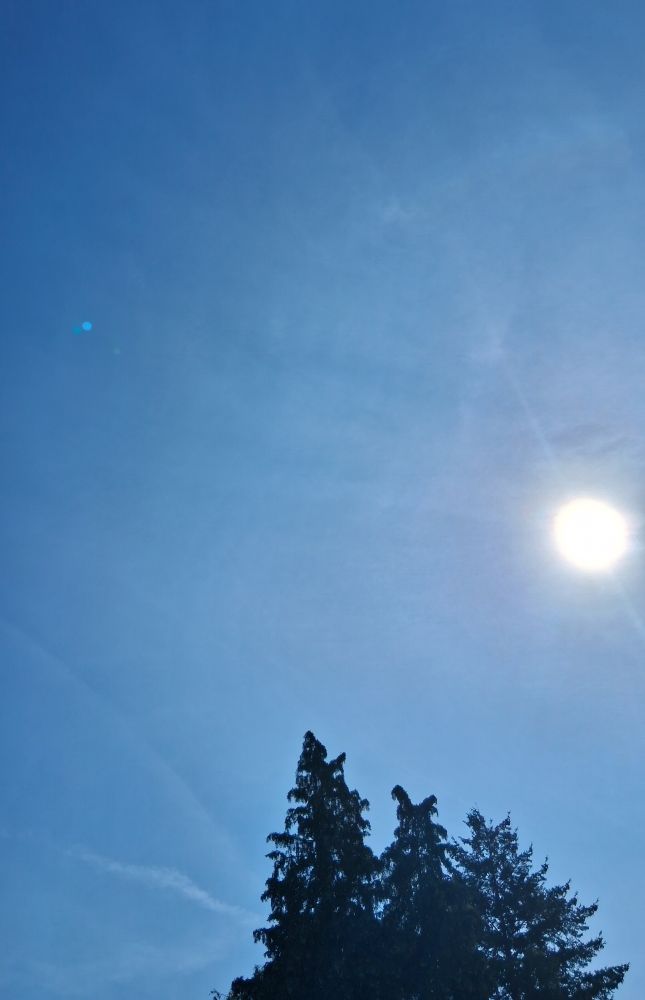 Himmelsfoto: Heute blauer Himmel ohne Wolken. Die Sonne scheint grell und ungehindert über drei Nadelbäumen
