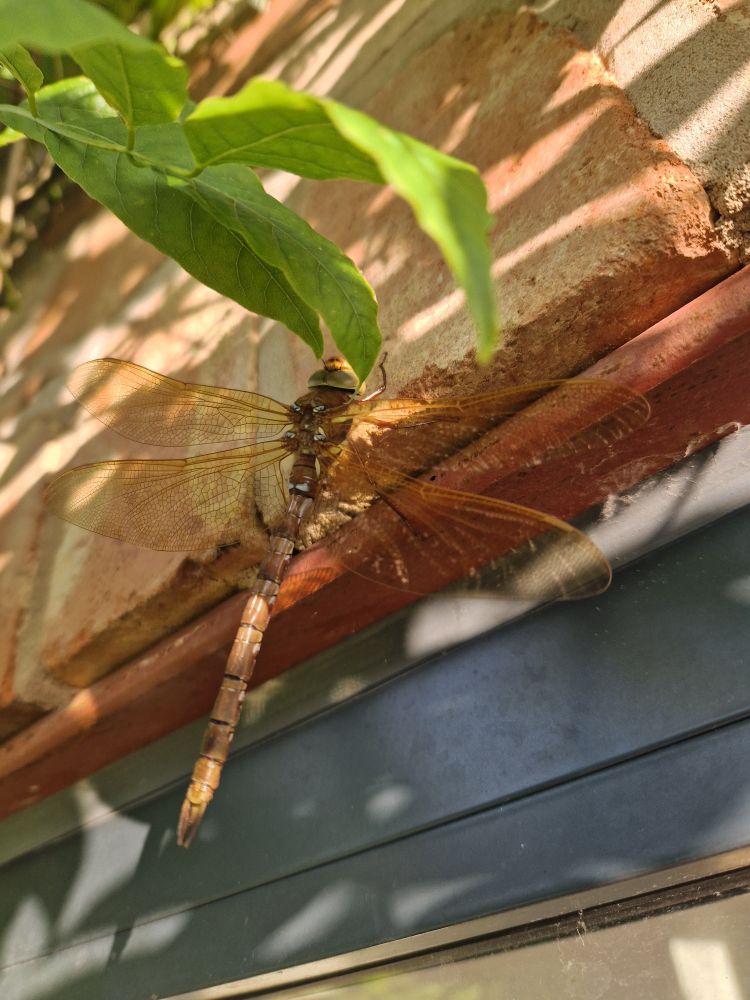 Large brown Dragonfly about 8cm long