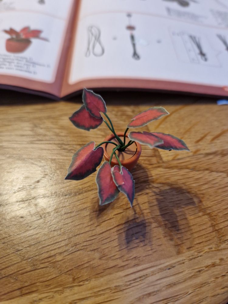 Pink leafed tropical plant miniature plant