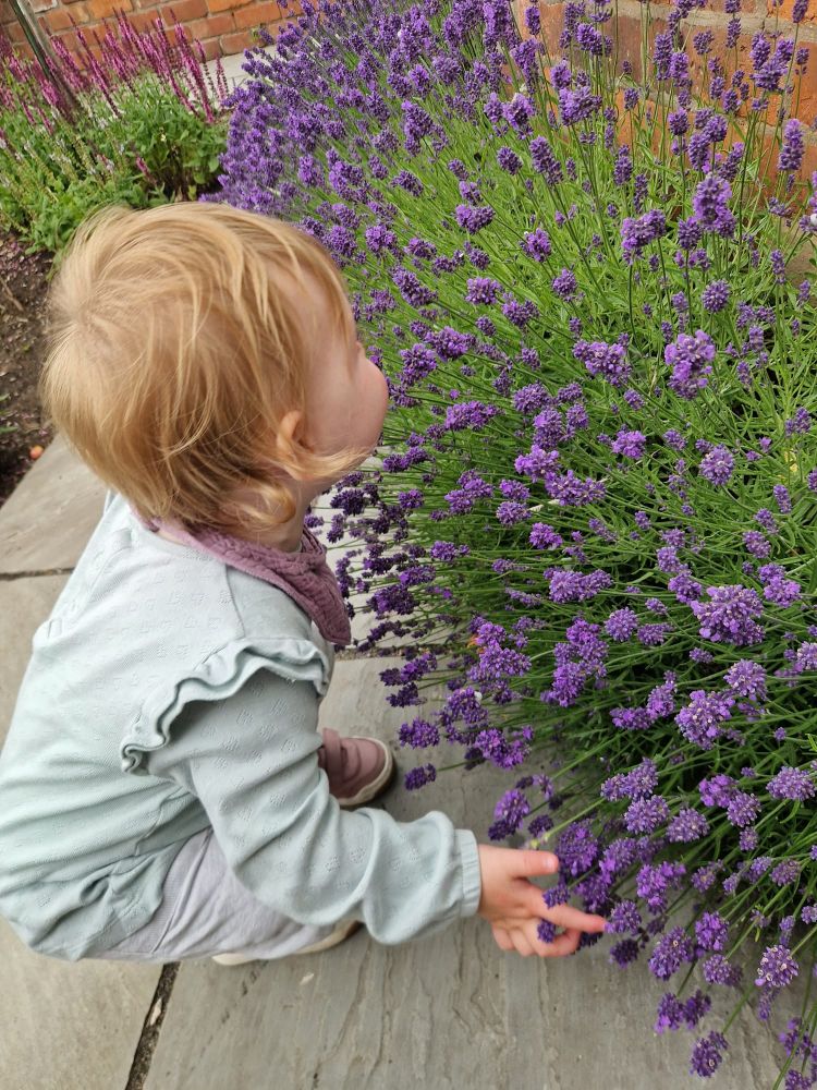 Small child smelling lavender 