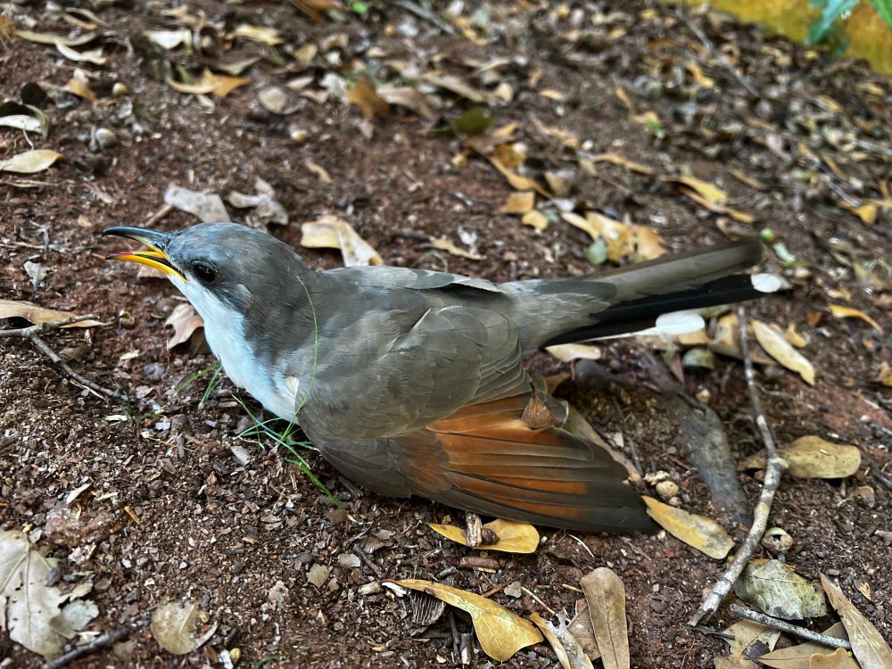 Yellow-billed cuckoo on the ground after striking a window. The bird is stunned, but alive. 