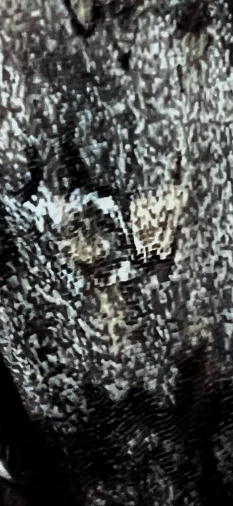 Close up of moth wings, which shows a striking resemblance to digital camo