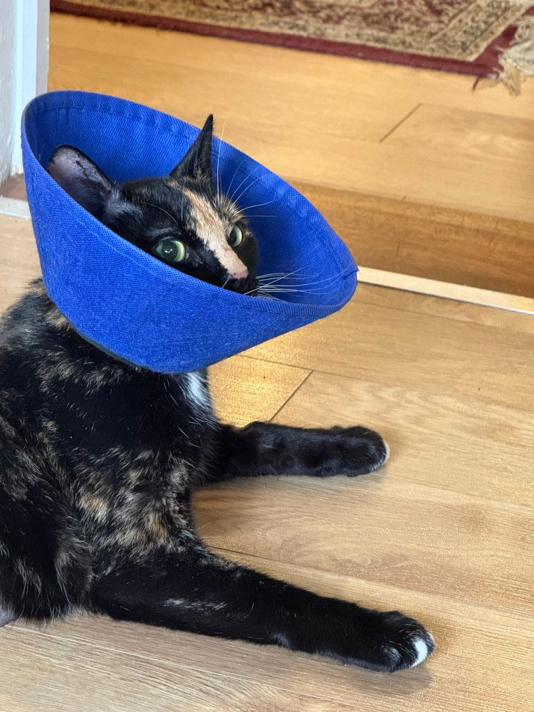 A domestic short hair tortoiseshell cat. She is wearing a blue cone after surgery.