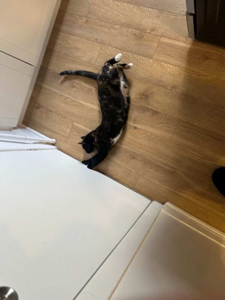 A tortoiseshell cat stretched out on the ground trying to get a paw under a door