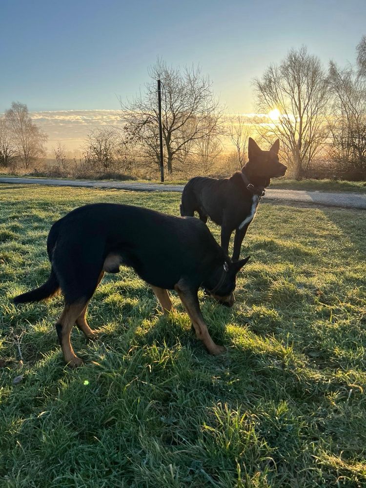 Two black dogs standing in the sun