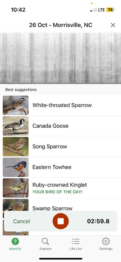 Screenshot of the Merlin. Shows multiple birds, including the Merlin bird of the day, Ruby-crowned Kinglet. Kinglets are winter migrants to the area.