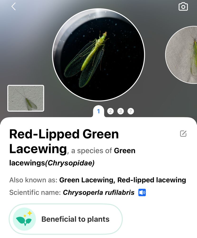 A picture insect app screenshot of: Red-Lipped Green Lacewing, a species of Green lacewings. (Chrysopidae)
Also known as: Green Lacewing, Red-lipped lacewing.
Scientific name: Chrysoperla rufilabris.

Beneficial to plants.