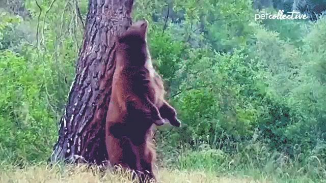 a bear standing on its hind legs next to a tree with the words petcollective on the bottom left