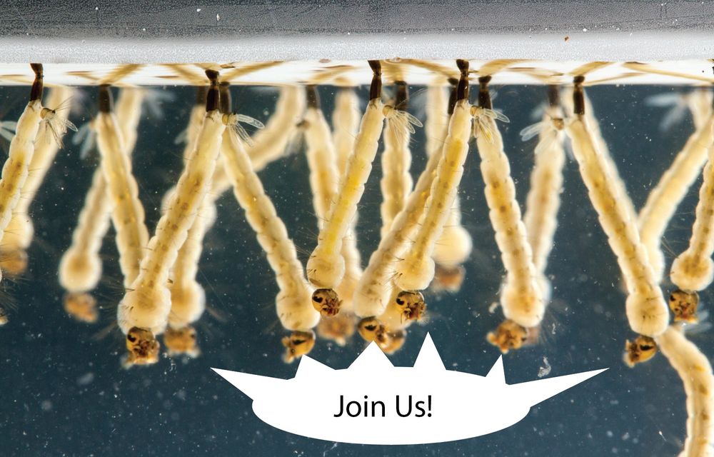 Mosquito larvae saying "Join Us!"