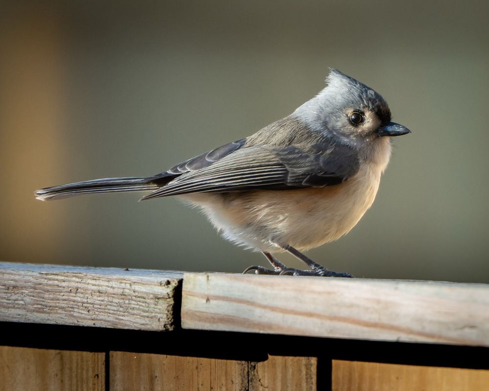 A tufted titmouse standing on the top of a wooden fence 
