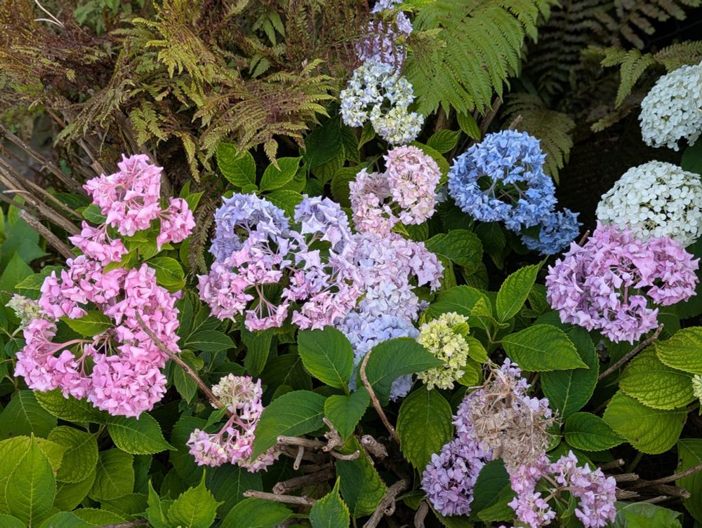Pink and blue wilted hydrangeas