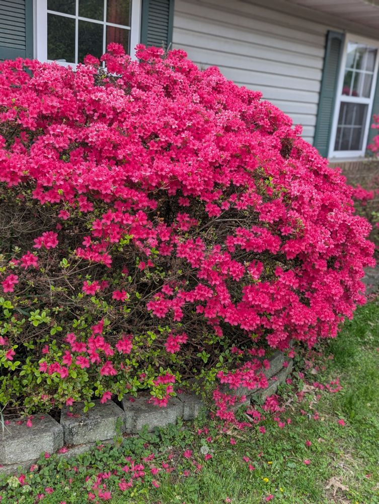 Pretty pink azaleas 